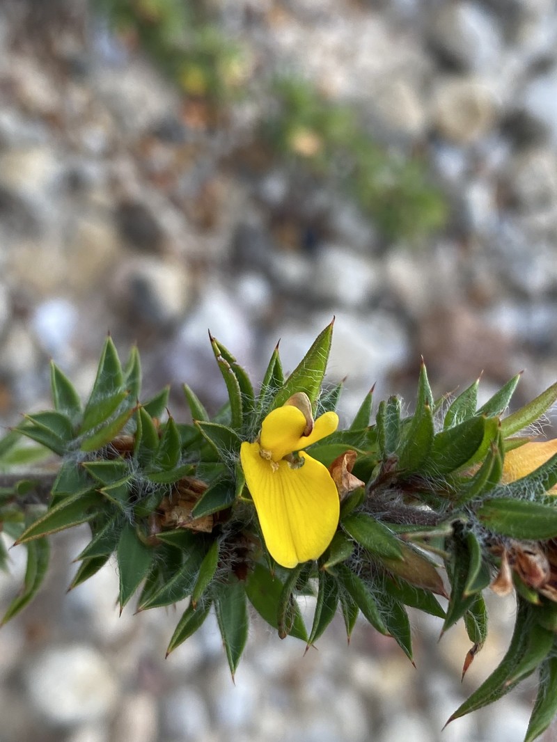 Pultenaea villifera var. villifera photo 4
