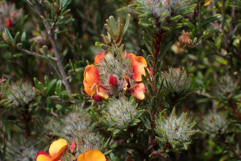 Pultenaea westonii