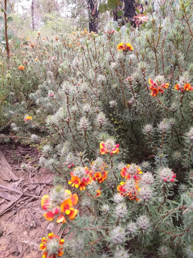 Pultenaea westonii photo 2