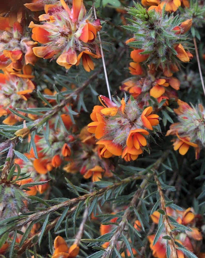 Pultenaea westonii photo 3