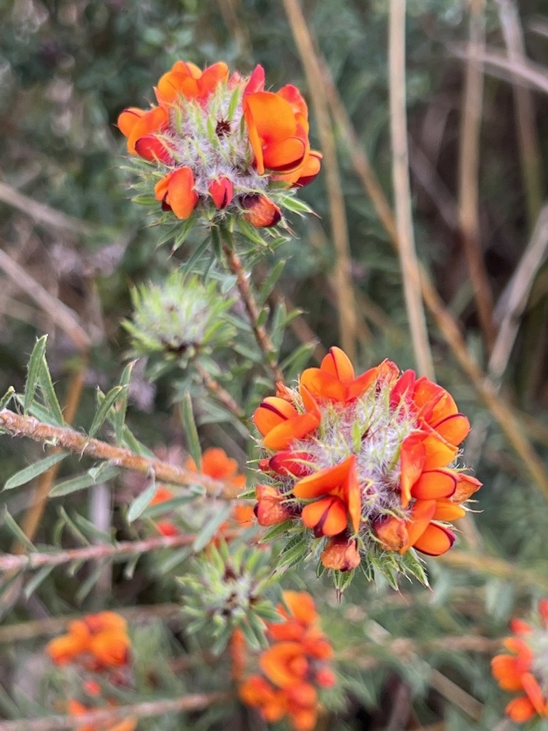 Pultenaea westonii photo 4