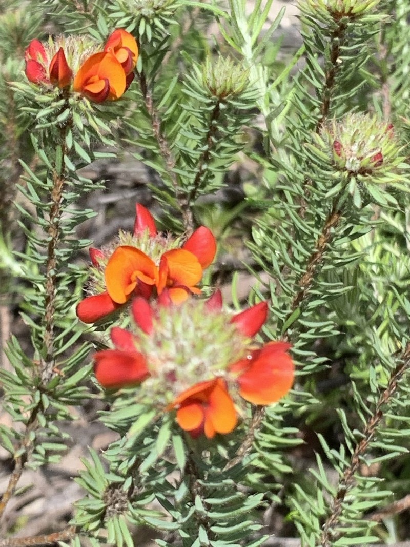 Pultenaea westonii photo 5