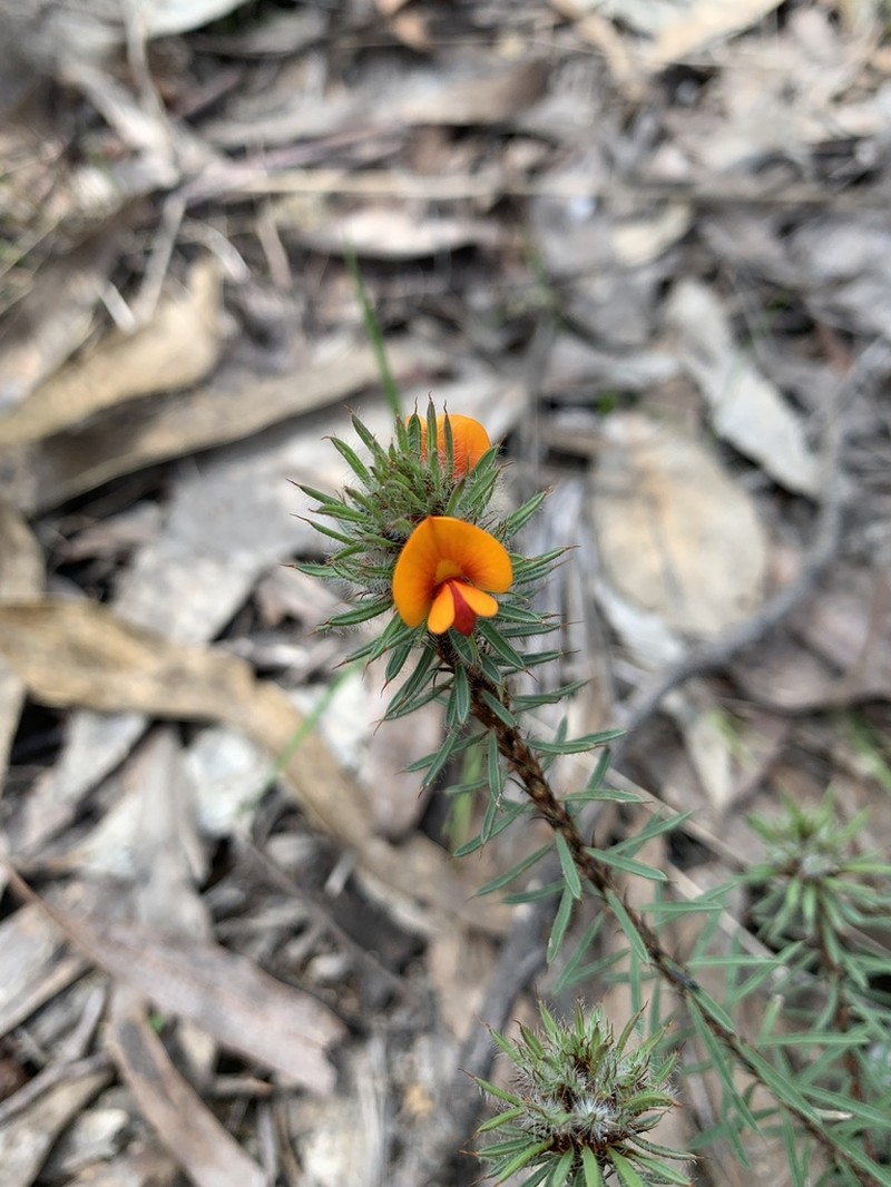 Pultenaea westonii photo 6