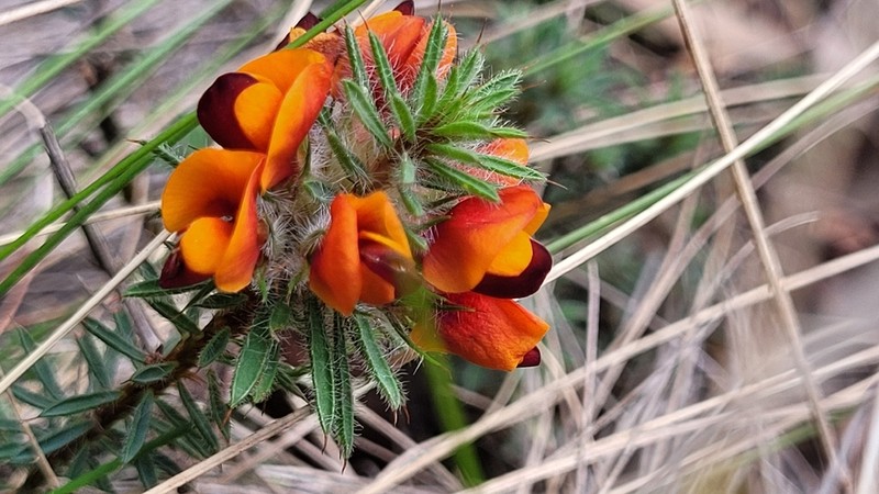 Pultenaea westonii photo 7