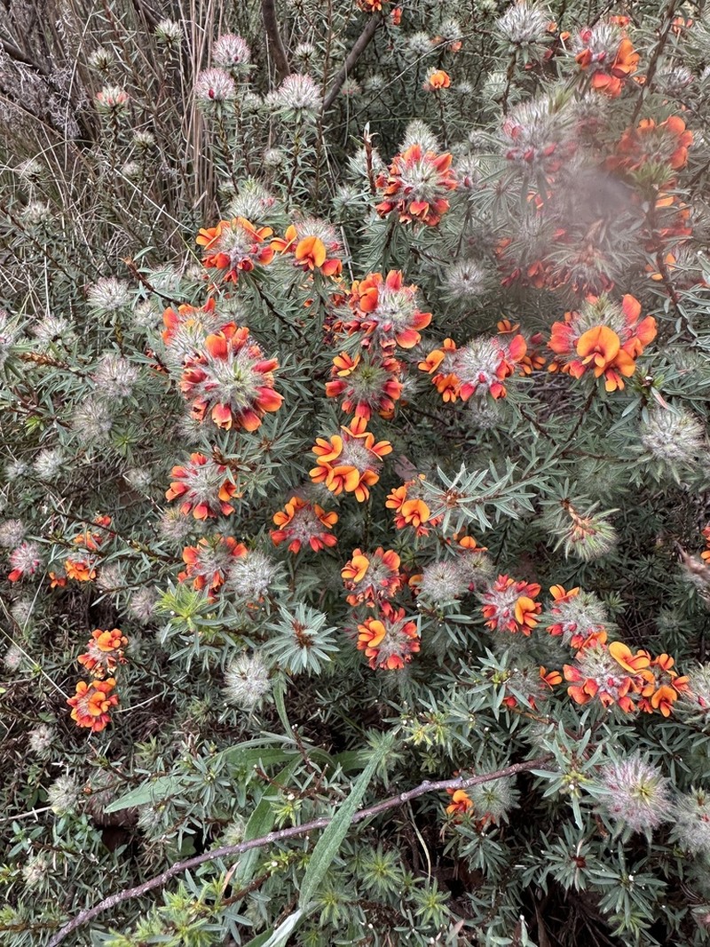 Pultenaea westonii photo 8