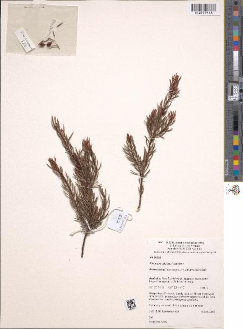 Pultenaea williamsii