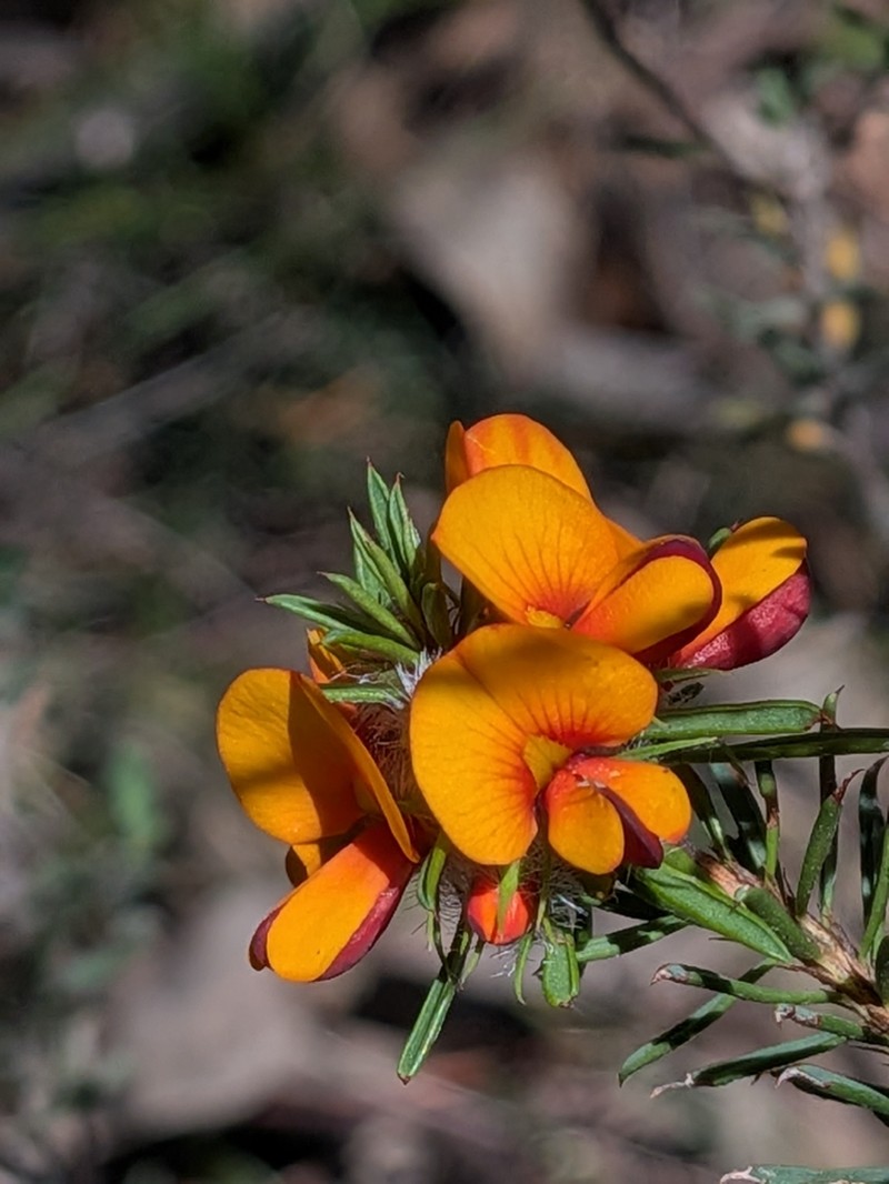 Pultenaea woolcockiorum