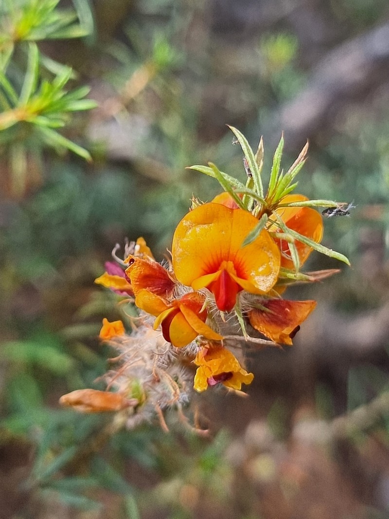 Pultenaea woolcockiorum photo 2