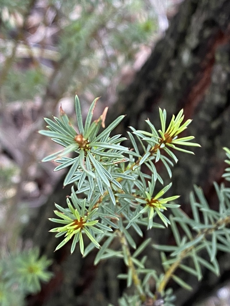 Pultenaea woolcockiorum photo 3