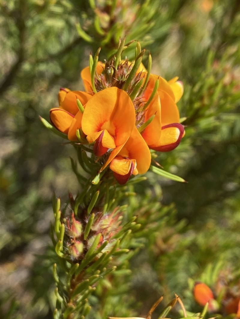 Pultenaea woolcockiorum photo 4