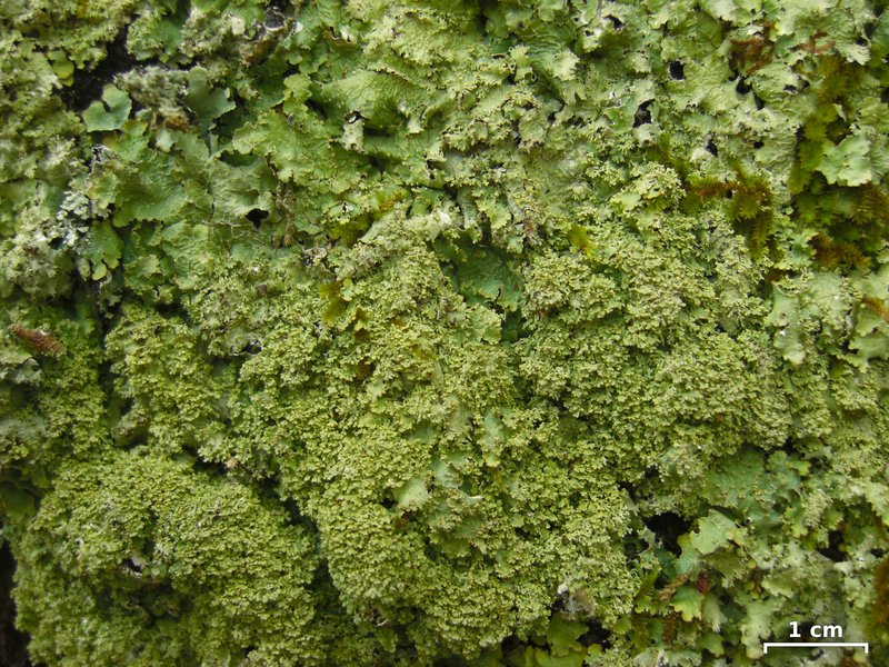 Appalachian Punctelia