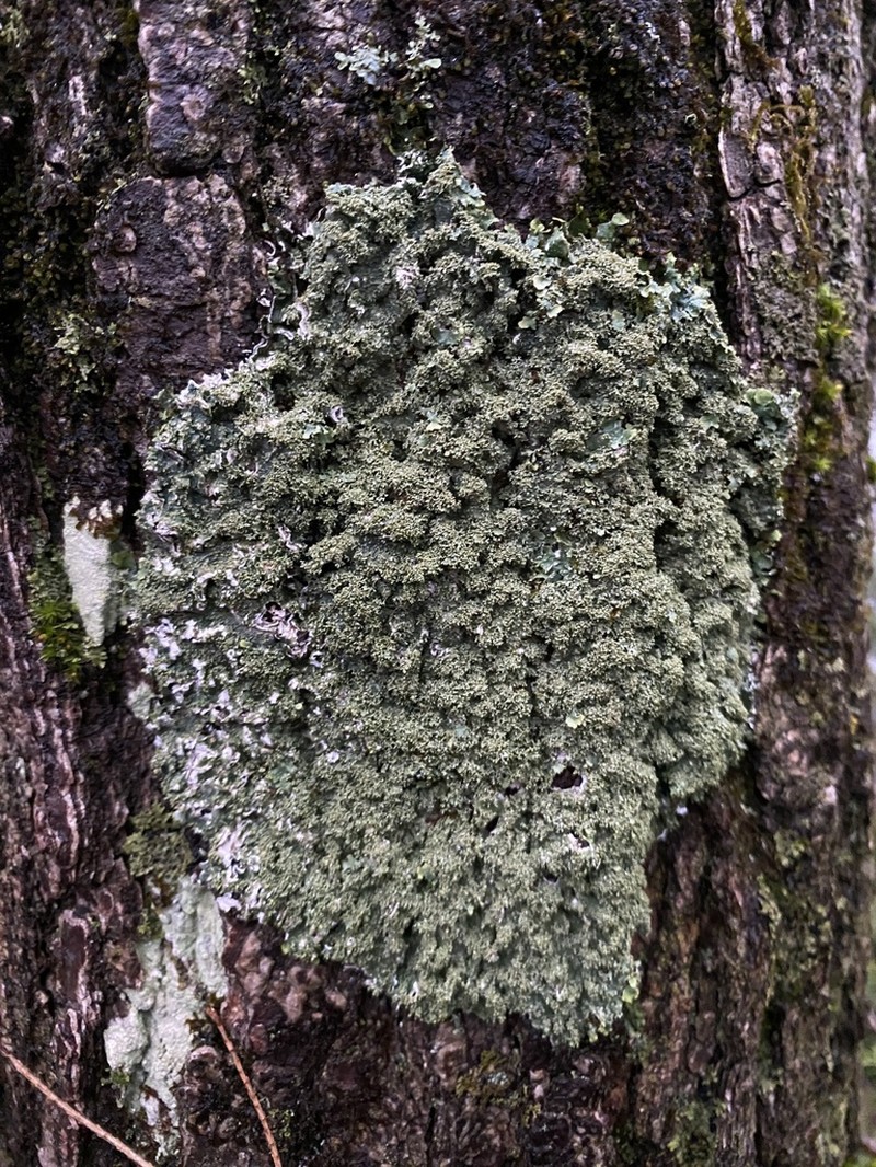 Appalachian Punctelia photo 2