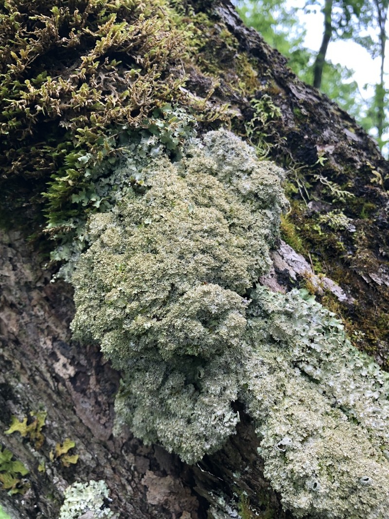 Appalachian Punctelia photo 3