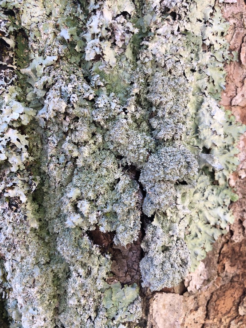 Appalachian Punctelia photo 4