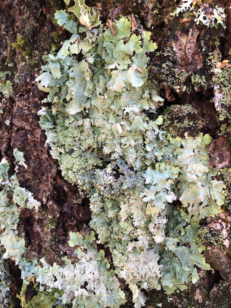 Appalachian Punctelia photo 5