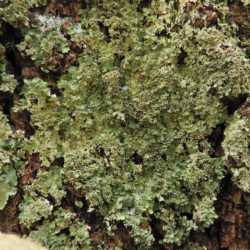 Appalachian Punctelia photo 6