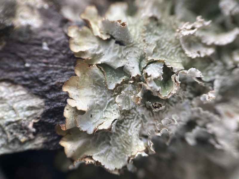 Appalachian Punctelia photo 7