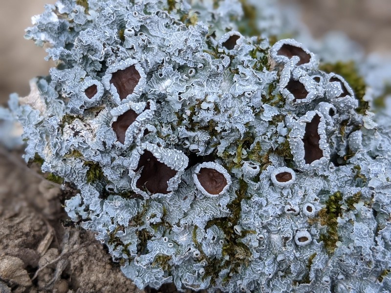 Punctelia photo 2