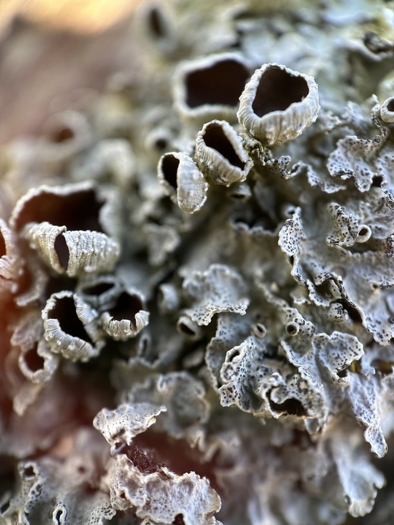 Punctelia photo 3