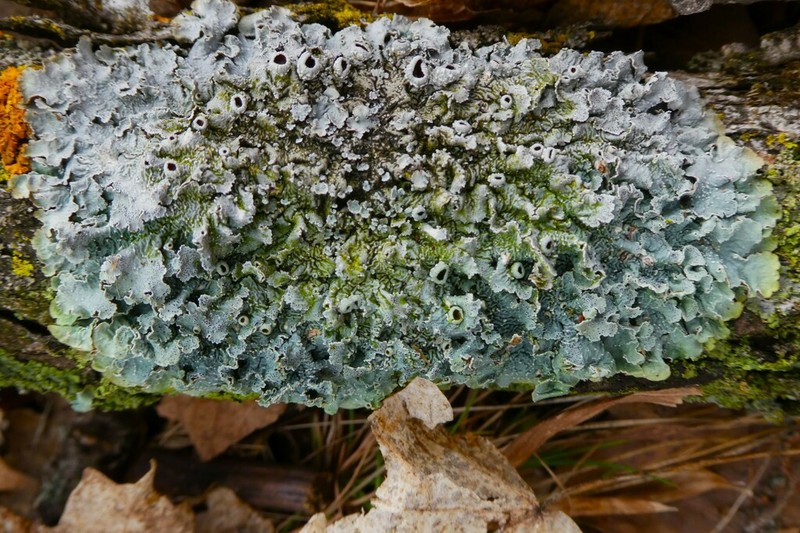 Punctelia photo 4