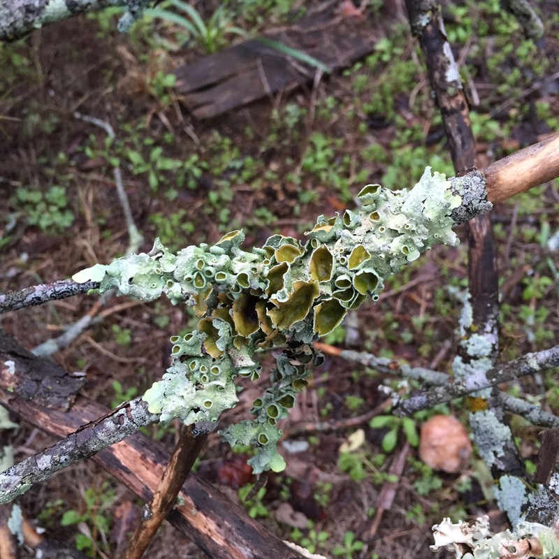 Punctelia photo 5