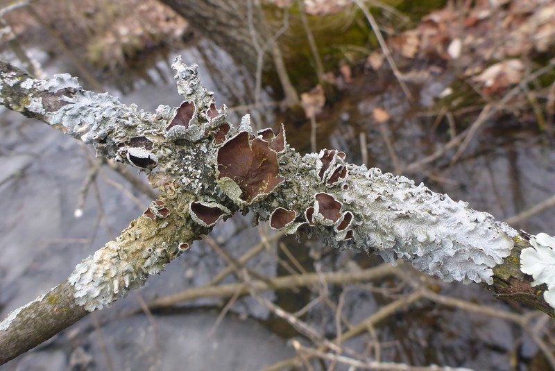 Punctelia photo 6