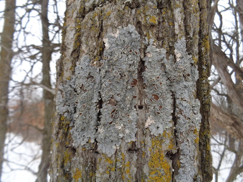 Punctelia photo 7