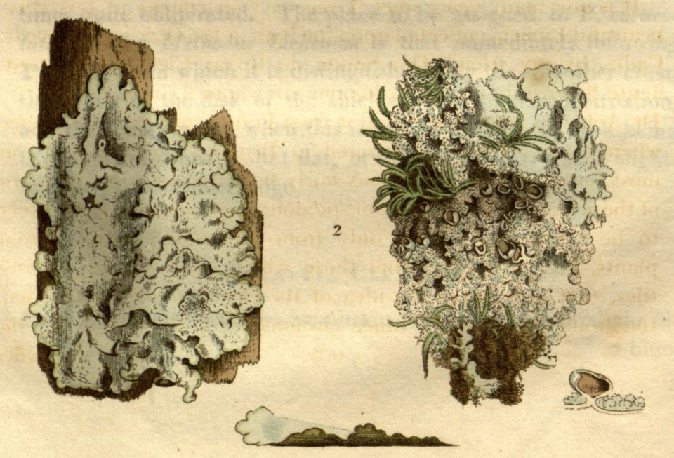 Punctelia photo 4