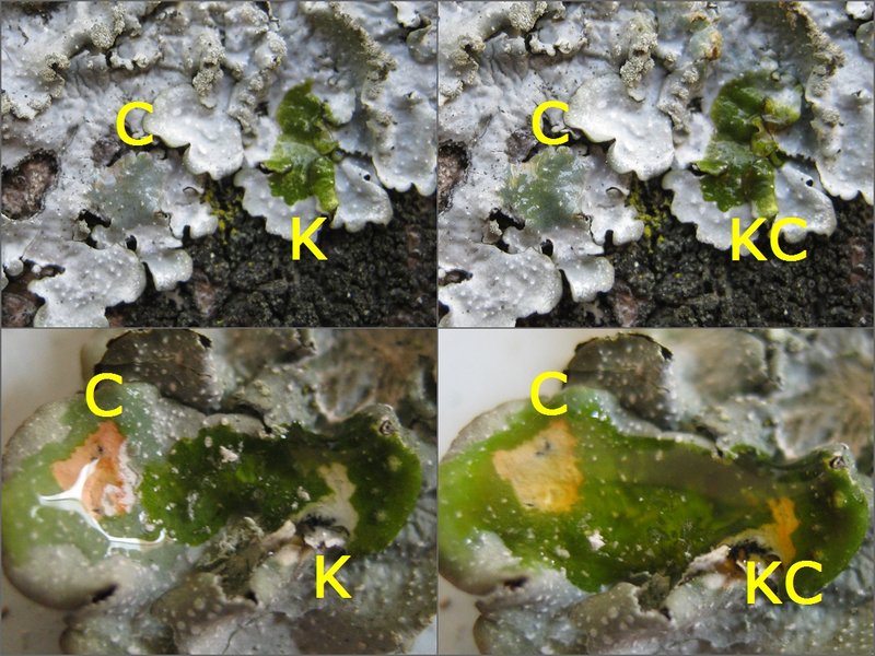 Punctelia photo 2