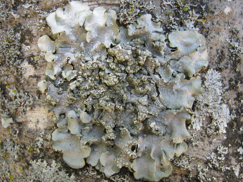 Punctelia photo 3