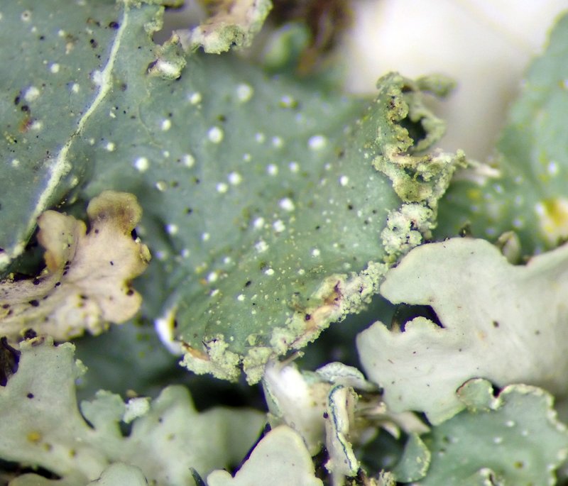 Punctelia photo 5