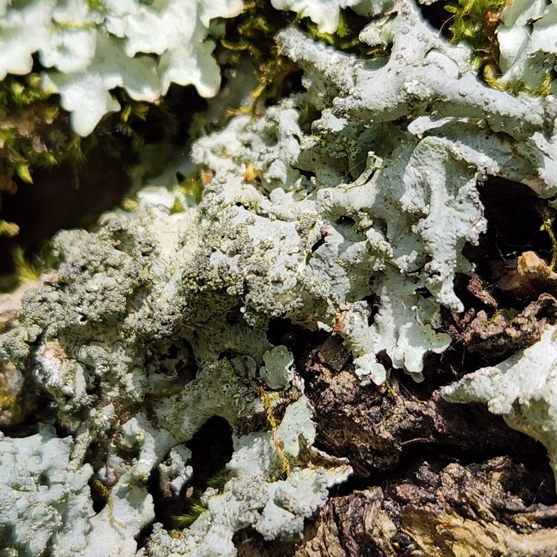 Punctelia photo 6