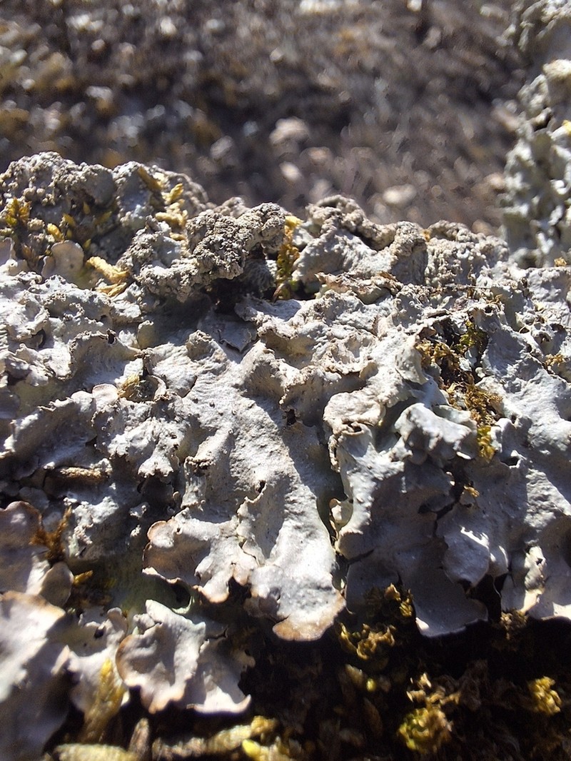 Punctelia photo 7