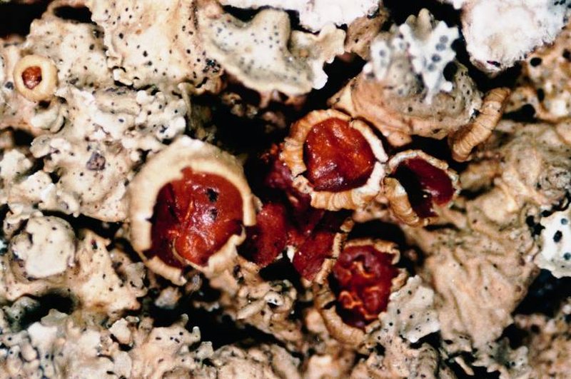 Punctelia photo 3
