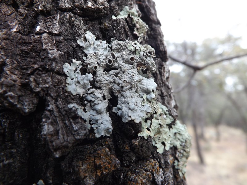 Punctelia photo 5
