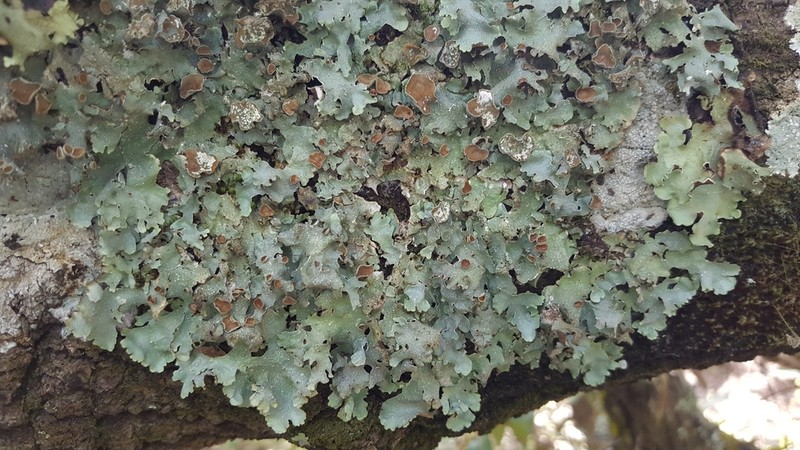 Punctelia photo 4