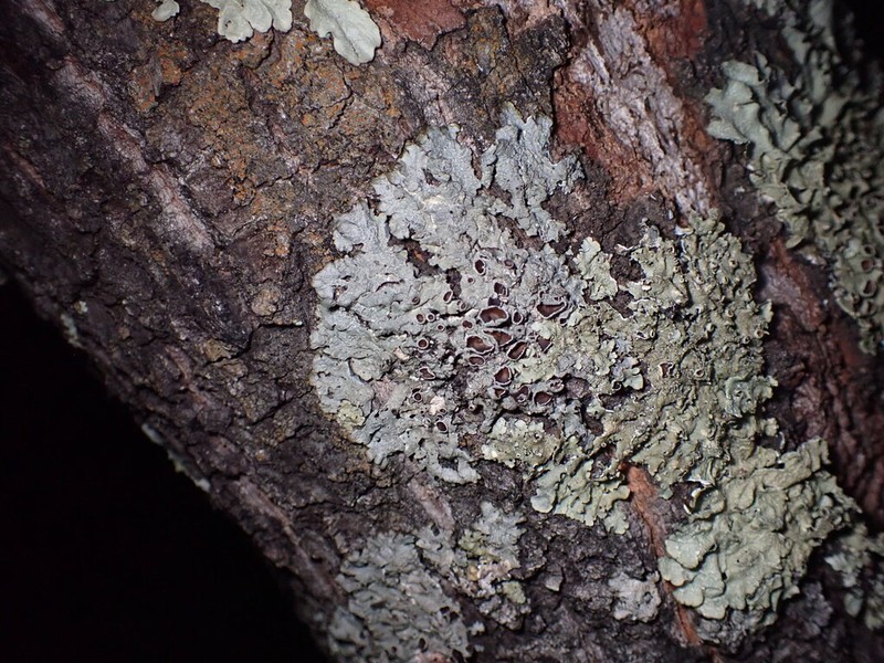 Punctelia photo 6