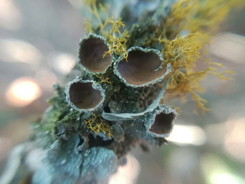 Punctelia photo 7