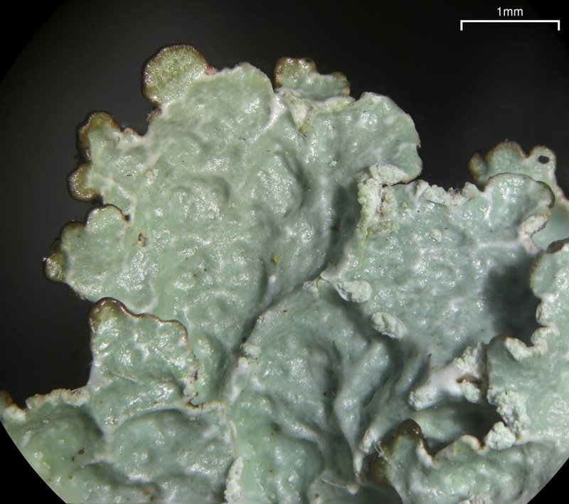Punctelia photo 2