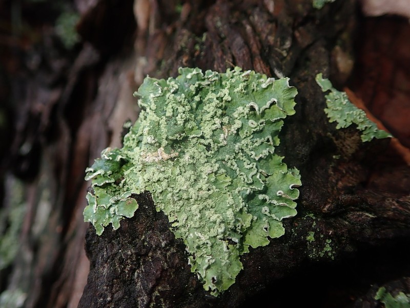 Punctelia photo 3