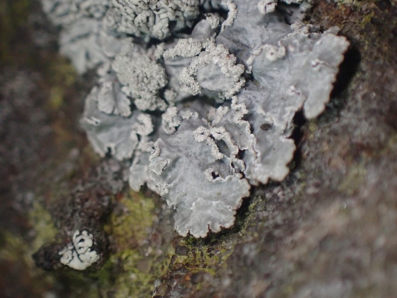 Punctelia photo 5