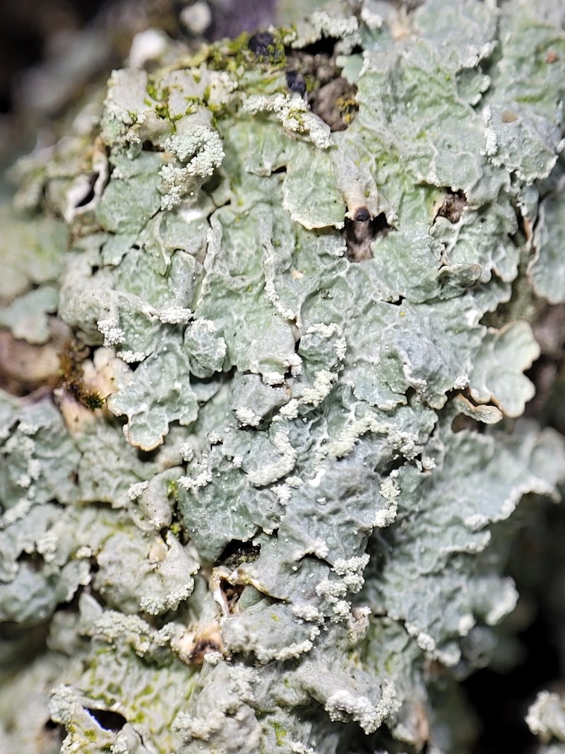 Punctelia photo 6