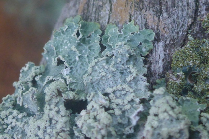 Punctelia photo 7