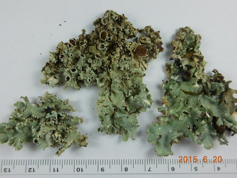 Punctelia punctilla photo 2