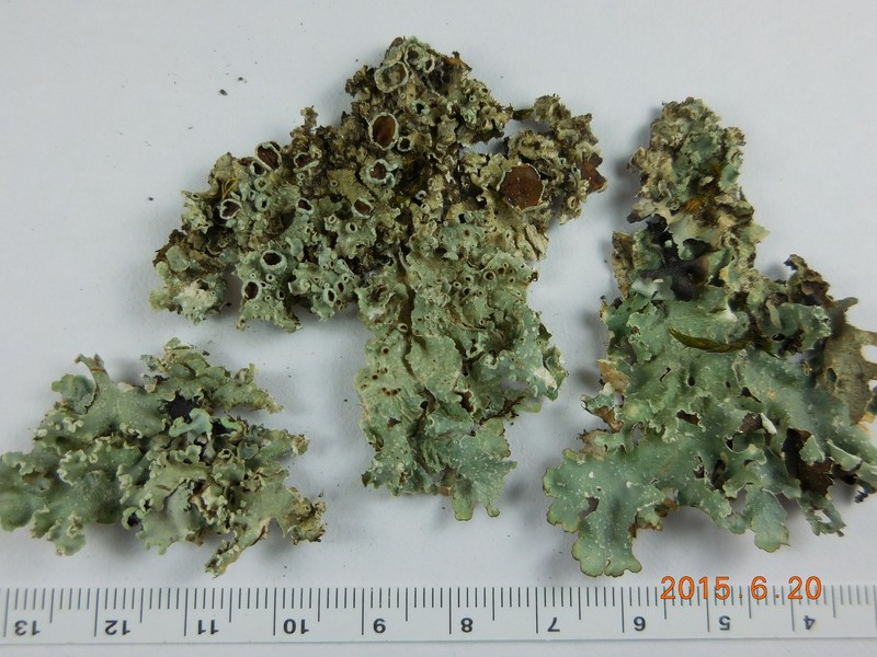 Punctelia punctilla photo 3