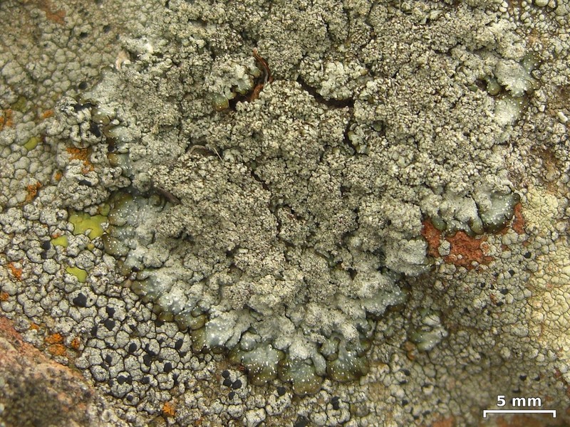Punctelia punctilla photo 4