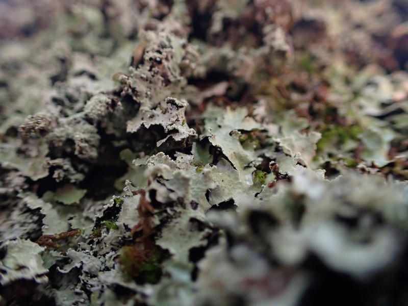 Punctelia photo 2