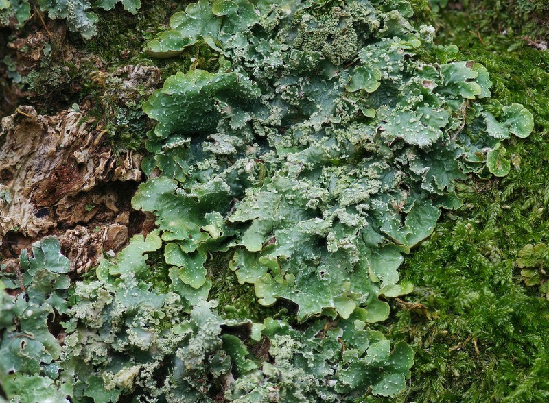 Punctelia photo 3