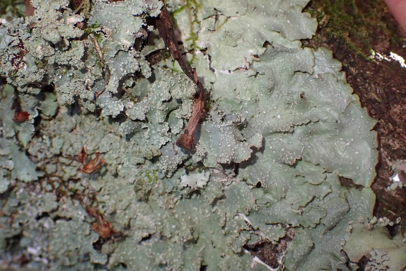 Punctelia photo 4