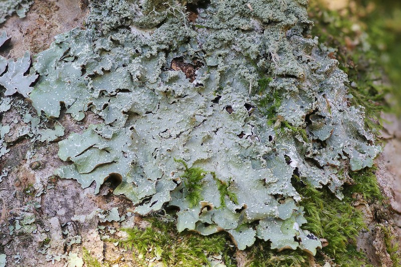 Punctelia photo 5